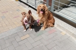 My Pets