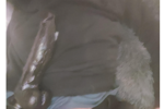 ranxer_ox