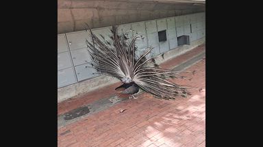 🦚
