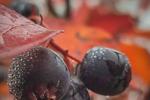 Autumn berries