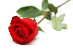 1 ROSE 50