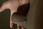 Soft 23cms thick cock