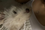 love dog