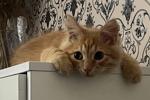 My cute cats