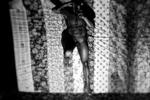 Noches negras -reo