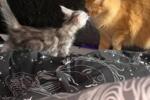 Phoenix and Marceline