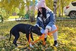 My Animals