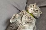 my cat