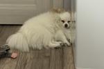 My cute Pomeranian <3
