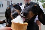 For my dream to have two sausage dogs! 0/25000