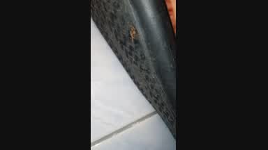 I'M GONNA CRUSH YOU LIKE THESE BABY COCKROAHES 🤣