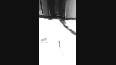 quick cum