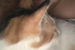 Lovely cat 🥰🐱