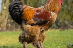 Rate My Cock! LOL
