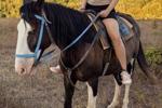 horse walking ^_^