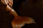 hot mermaid