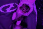 i'm lily! — My little kitti