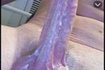 cock