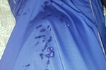 Shirt covered in cum shots