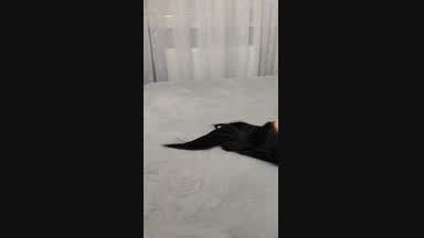 Body