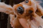 my pet 😍🦊