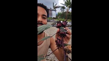 Flor de Jamaica