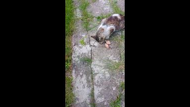 anna - not anna - right anna ) — animals help