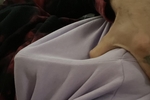 Cock