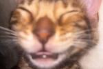 kate — TIGER