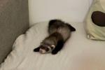 ferret!