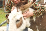 Donkey