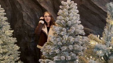 The beauty of Christmas trees