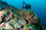 diving / freediving