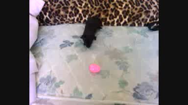 Mese w/ egg