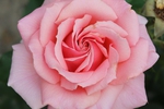 BUY THIS ROSE IF U WANT TO BEND ME OVER