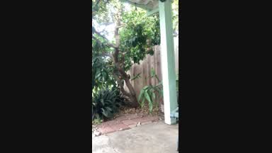 Extremely fun sheer gray briefs