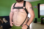 Bear in Harness