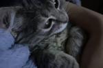 My lovely kitten