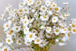 Surprise me with my favorite flowers