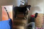 Our PET