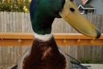 Larry the Duck