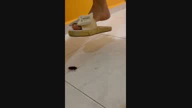 Crushing a real cockroach
