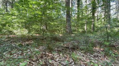 2026_05_28 - Nice cumshot in the forrest