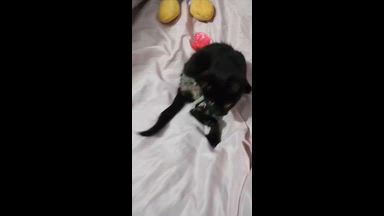 Kitten amputation surgery