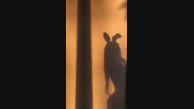 Bunny