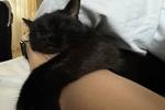 My kitty