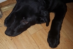 doloressea โ my dog