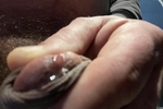 Precum