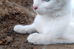 My pets, Maddy - Carlota - Cloe <3