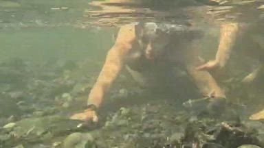 submerged